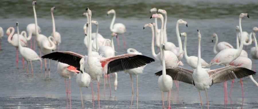 Ras Al Khor Bird Sanctuary in Dubai