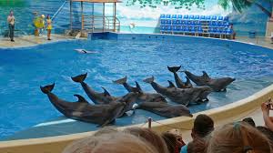 Dolphin show Tickets
